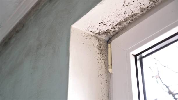 Best Mold Testing and Removal  in Toledo, OH