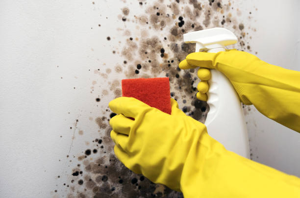Best Local Mold Removal Service  in Toledo, OH