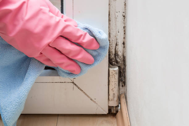 Mold Testing and Removal in Toledo, OH
